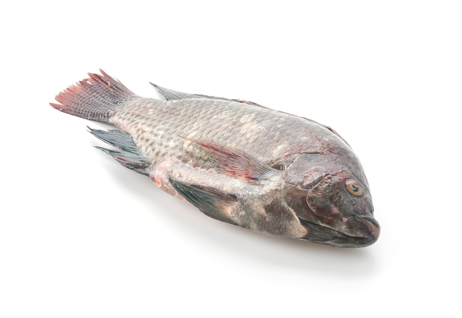 FISH