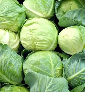 Cabbage