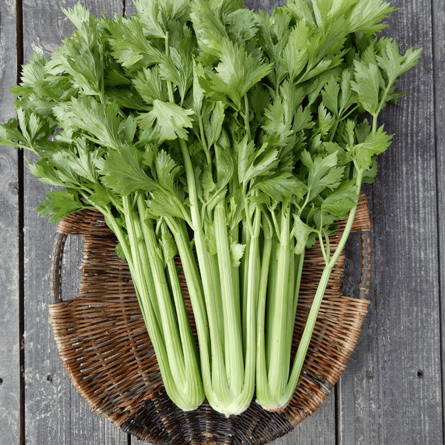 Bundle of celery